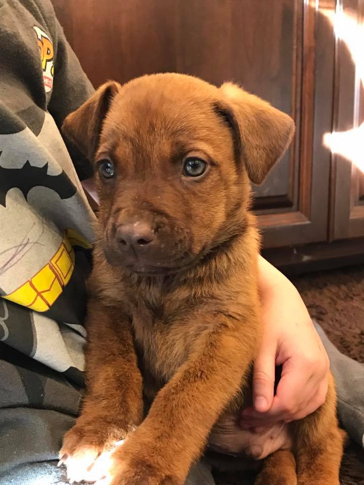 puppies that need a home near me